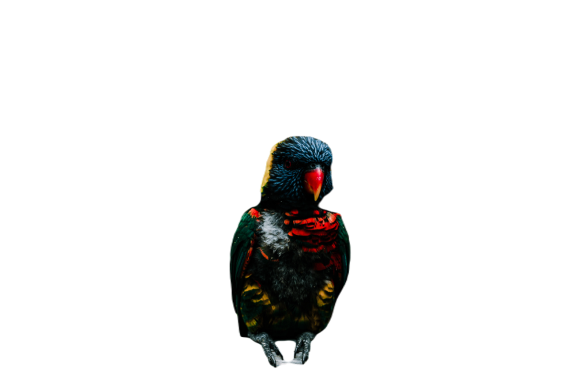 Parrots in the world png file 295