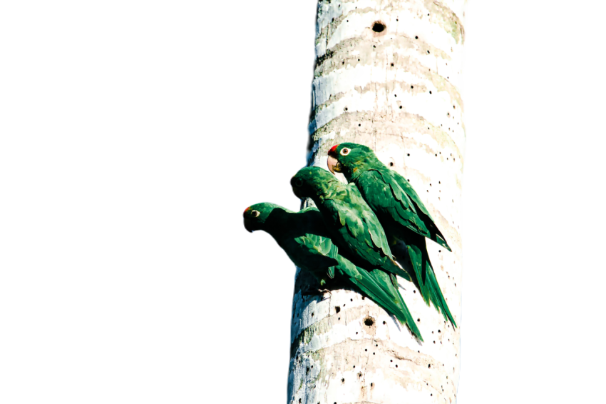Parrots in the world png file 362