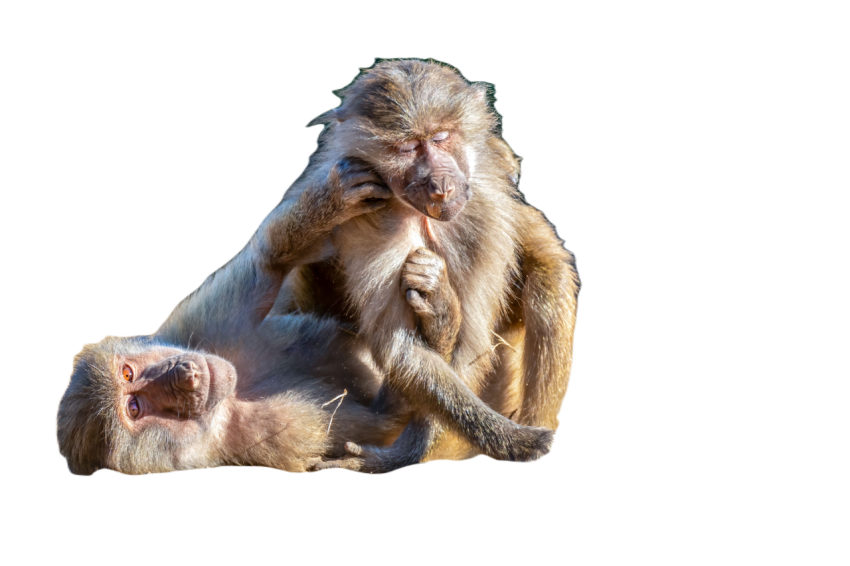 Playful baboons in a sunny outdoor setting 2025 01 07 21 16 44 utc
