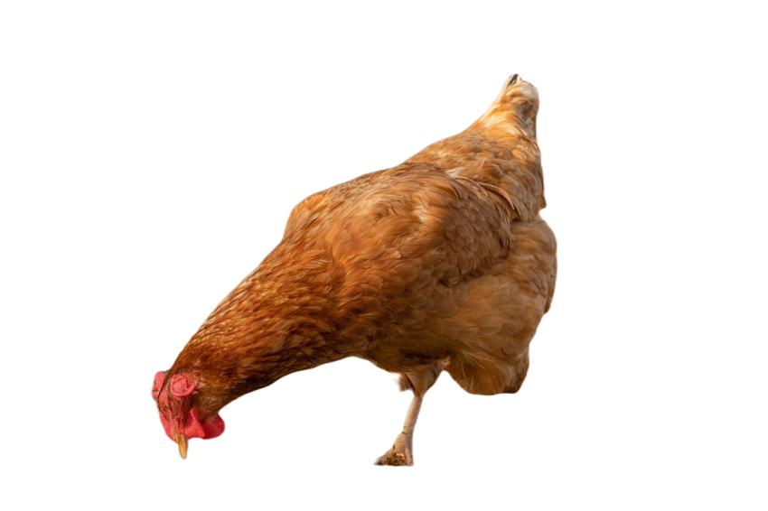 Plump brown chicken is pecking at food scattered i 2023 11 27 05 08 05 utc