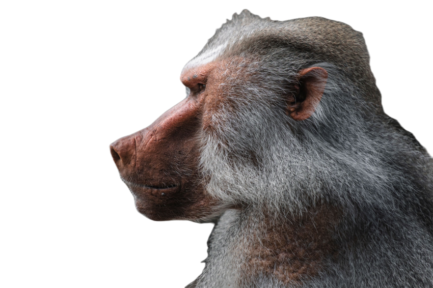 Selective focus of a cute baboon monkey in its hab 2023 11 27 05 24 05 utc