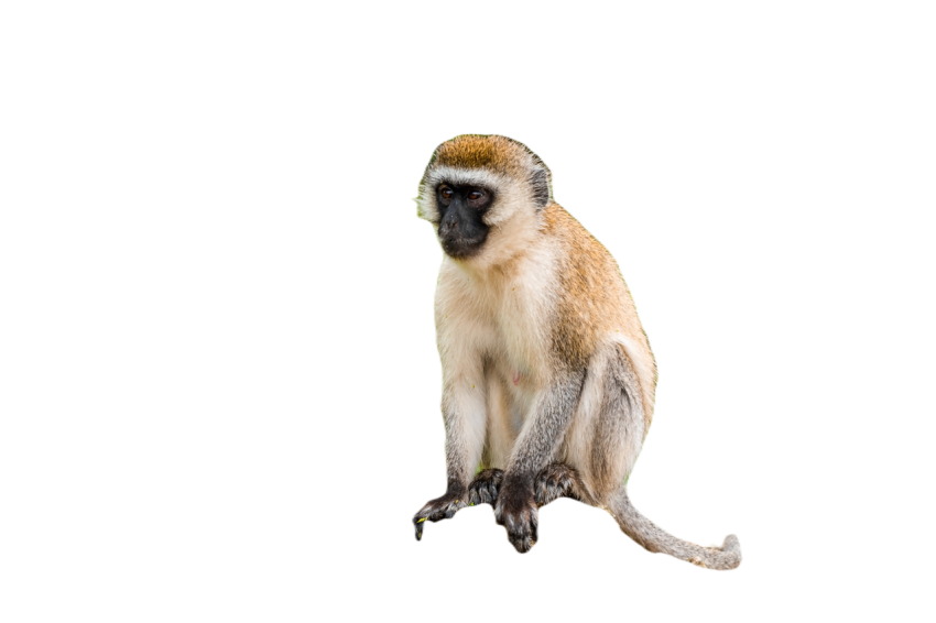 Vervet monkey in lake manyara national park tanza 2023 11 27 05 23 37 utc