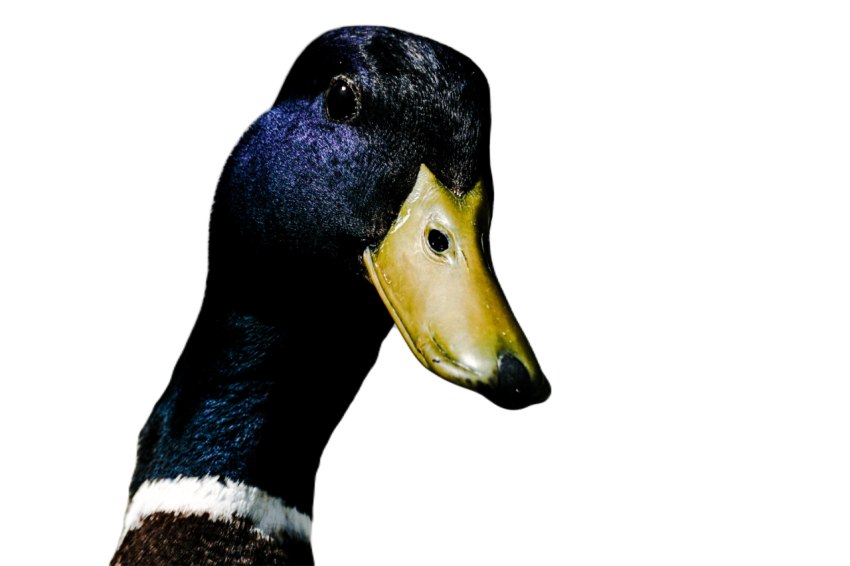 Duck png file, animal free download (frefile com) 7