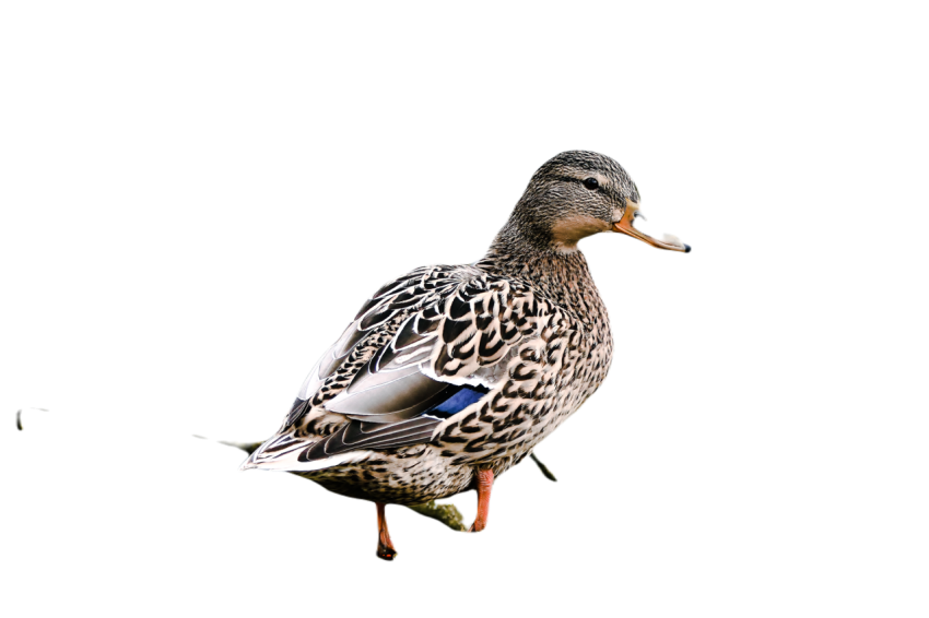 Duck png file, animal free download (frefile com) 15