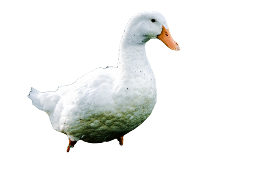 Duck png file, animal free download (frefile com) 30