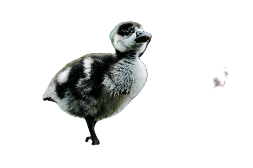 Duck png file, animal free download (frefile com) 46