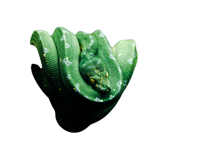 Snake png file free download (frefile com) 15