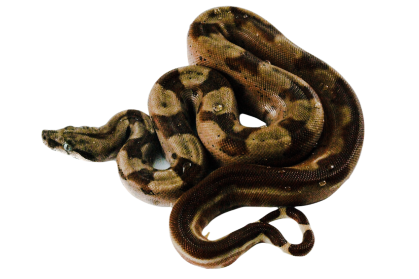 Snake png file free download (frefile com) 18