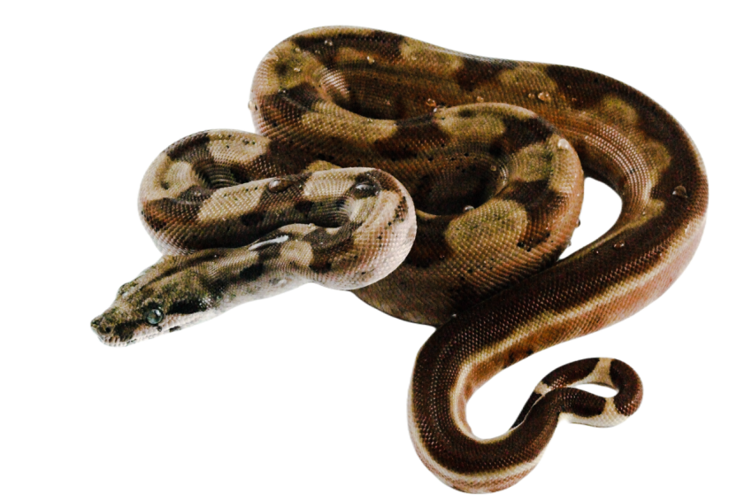 Snake png file free download (frefile com) 20