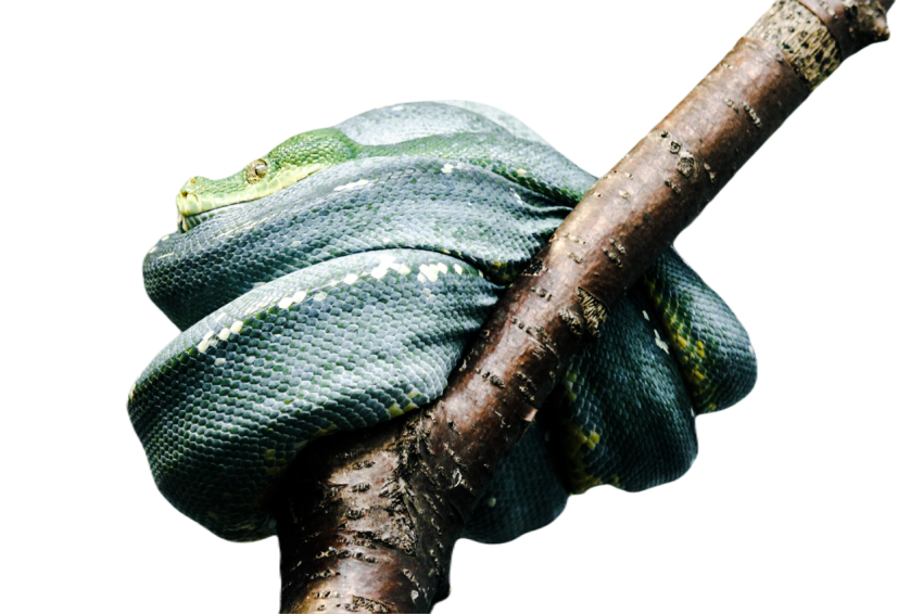 Snake png file free download (frefile com) 34