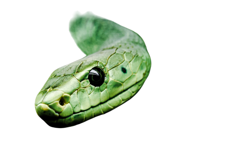 Snake png file free download (frefile com) 37