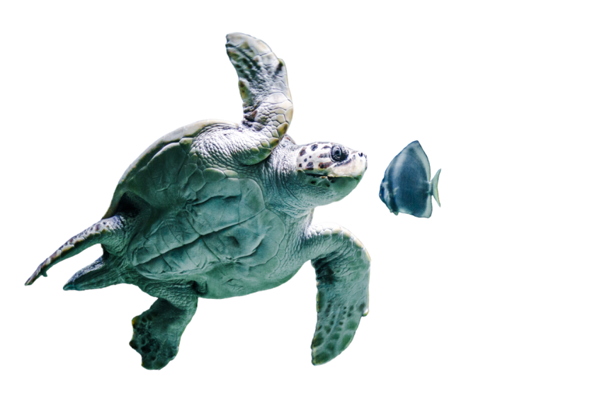 Turtle png file, free download 5