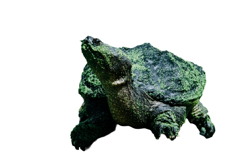 Turtle png file, free download 6