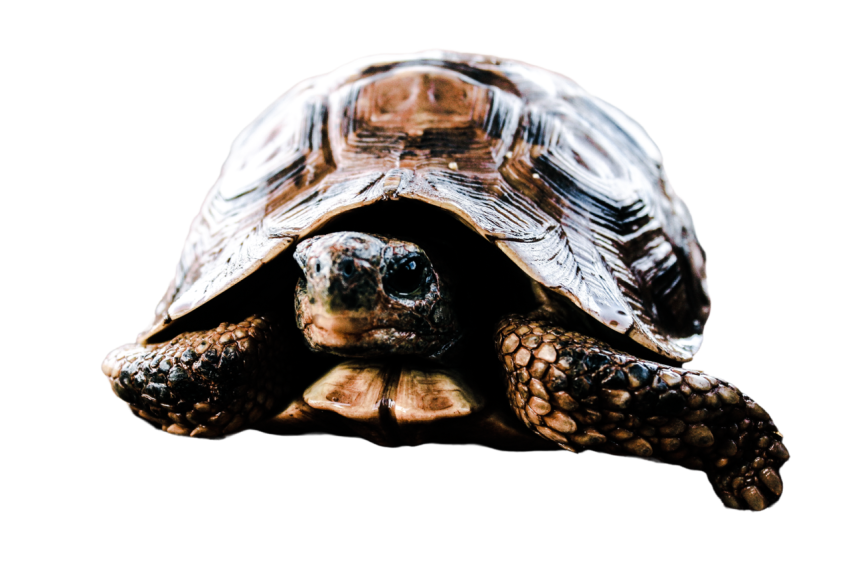 Turtle png file, free download 27