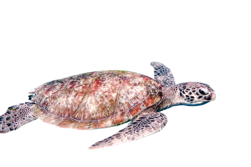 Turtle png file, free download 40