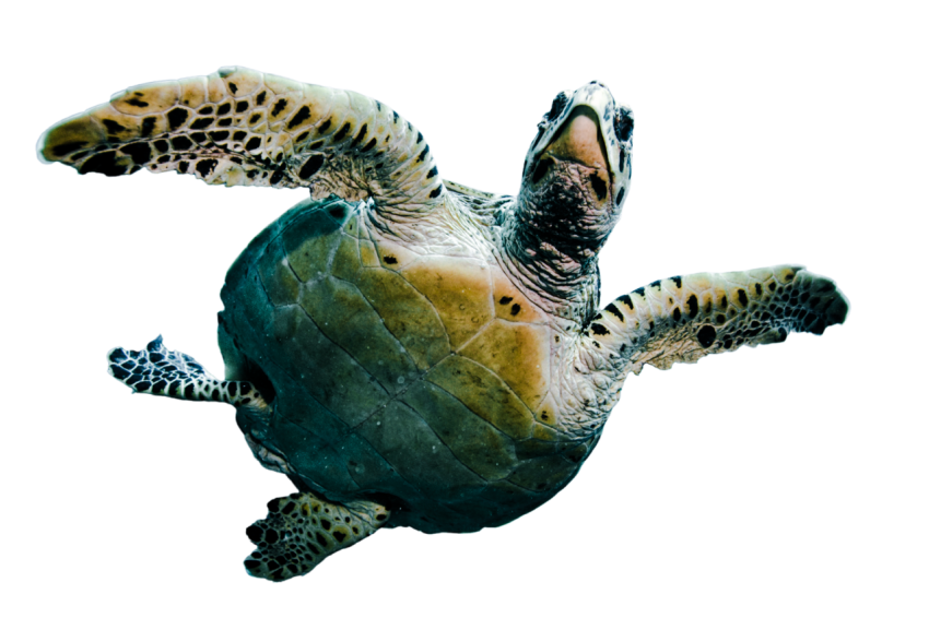 Turtle png file, free download 38