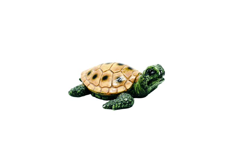 Turtle png file, free download 43