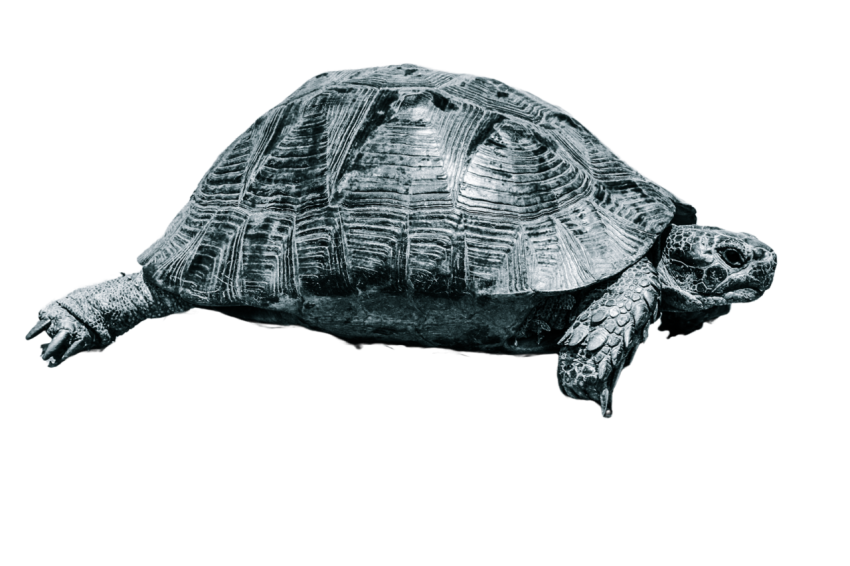 Turtle png file, free download 48