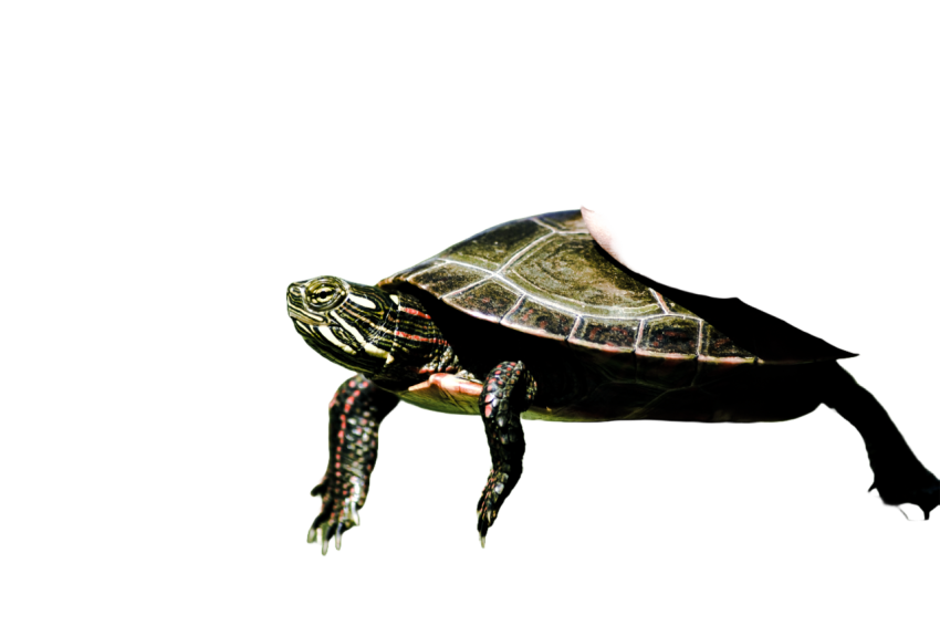 Turtle png file, free download 61