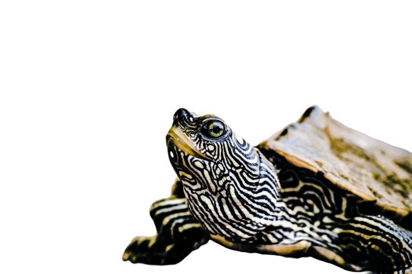 Turtle png file, free download 67