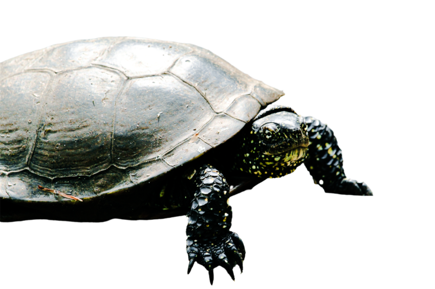 Turtle png file, free download 79
