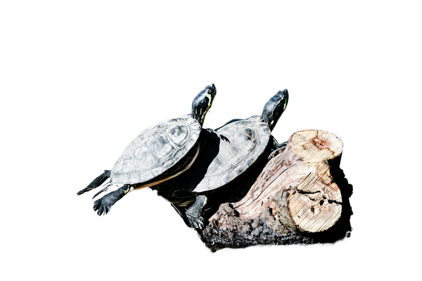 Turtle png file, free download 82