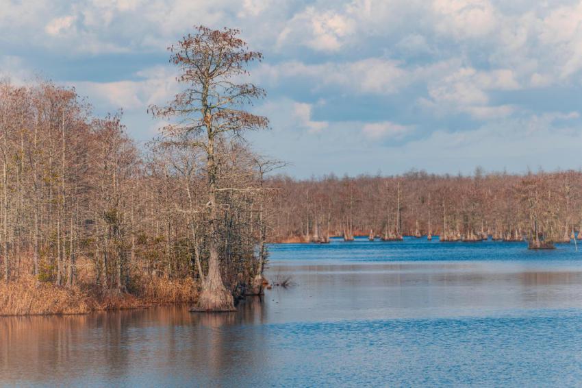 North carolina beautiful lake landscape with trees 2024 01 30 00 42 40 utc
