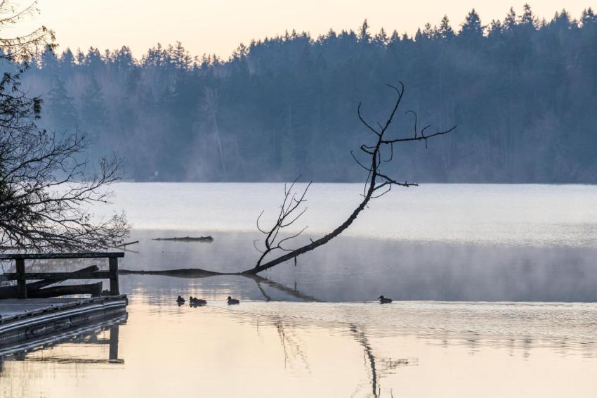 Serene sunrise over elk lake in victoria vancouve 2024 12 09 18 57 58 utc