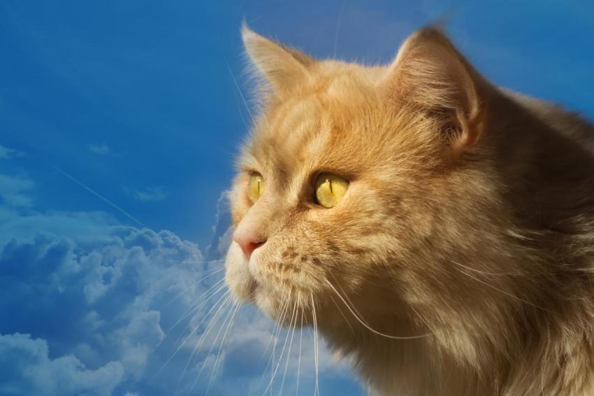 Amazing Wallpapers (8)
