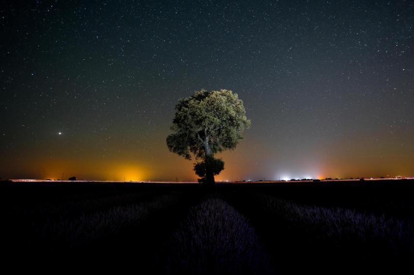 Milky way in a summer lavender field with a starry 2024 12 10 01 14 15 utc
