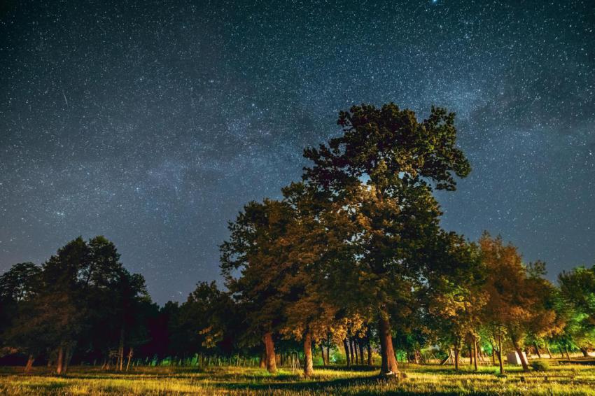 Green trees oak woods in park under night starry s 2023 11 27 05 22 54 utc