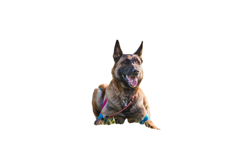 Working malinois dog belgian shepherd dog police 2023 11 27 05 03 22 utc