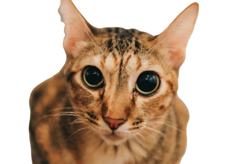 Tabby brown stripped cat being curious with big be 2023 11 27 05 30 25 utc