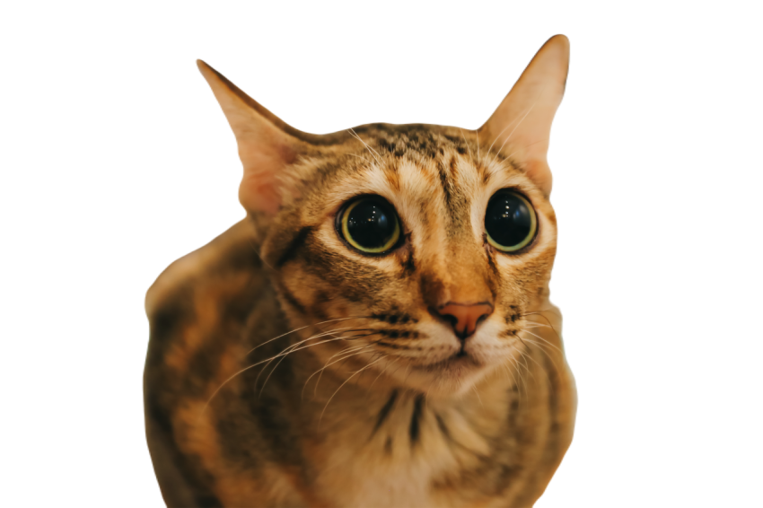 Tabby brown stripped cat being curious with big be 2023 11 27 05 17 58 utc