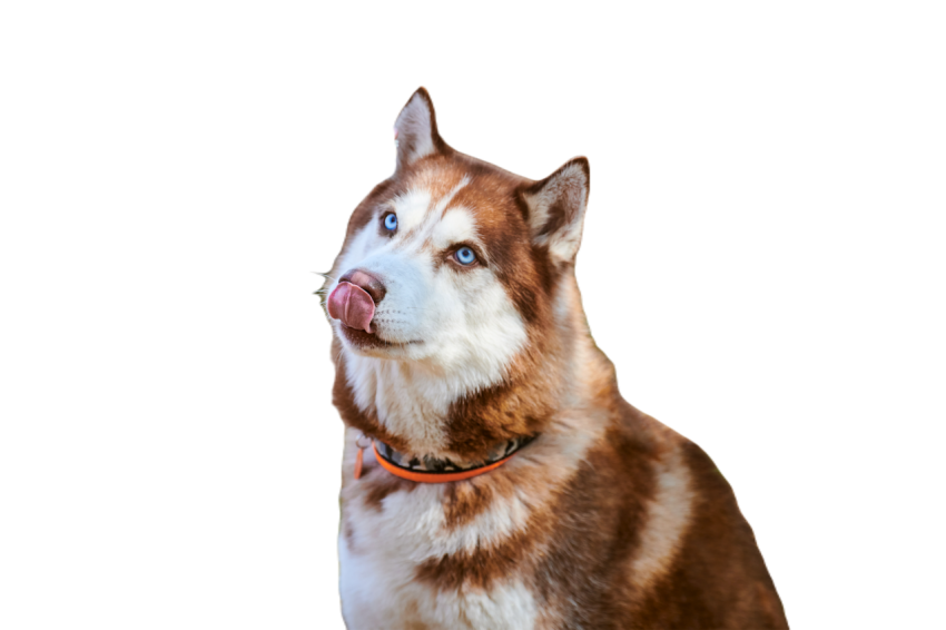 Siberian husky dog looks at yummy meal in owner ha 2024 07 12 01 52 24 utc