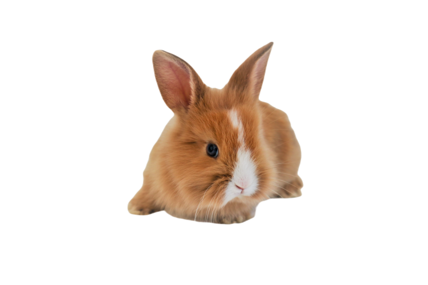 Rabbits 5132644