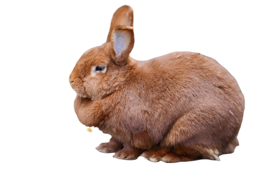 Rabbits 9307358