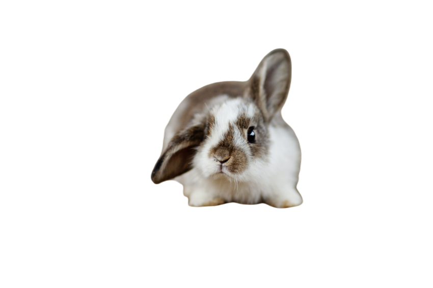 Rabbits 4890861