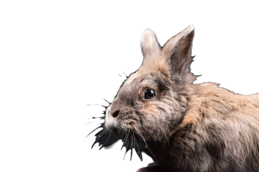 Rabbit 8539830