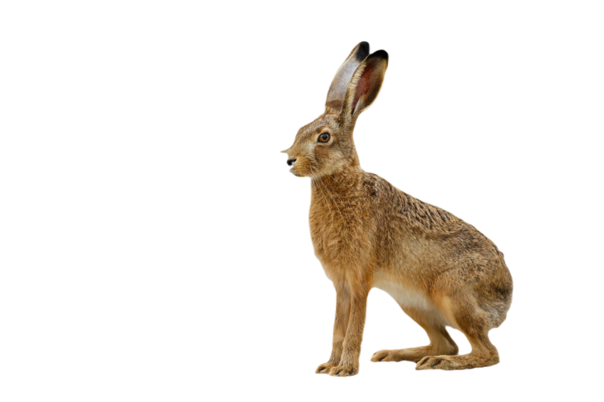 Rabbit 8141472