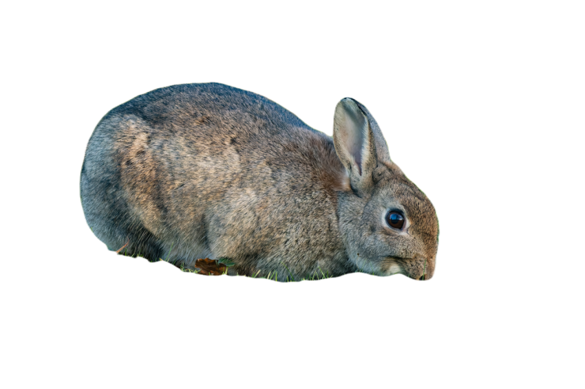 Rabbit 7830715
