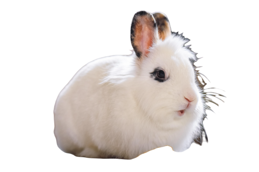 Rabbit 6973396