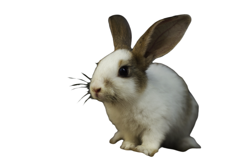 Rabbit 3616436