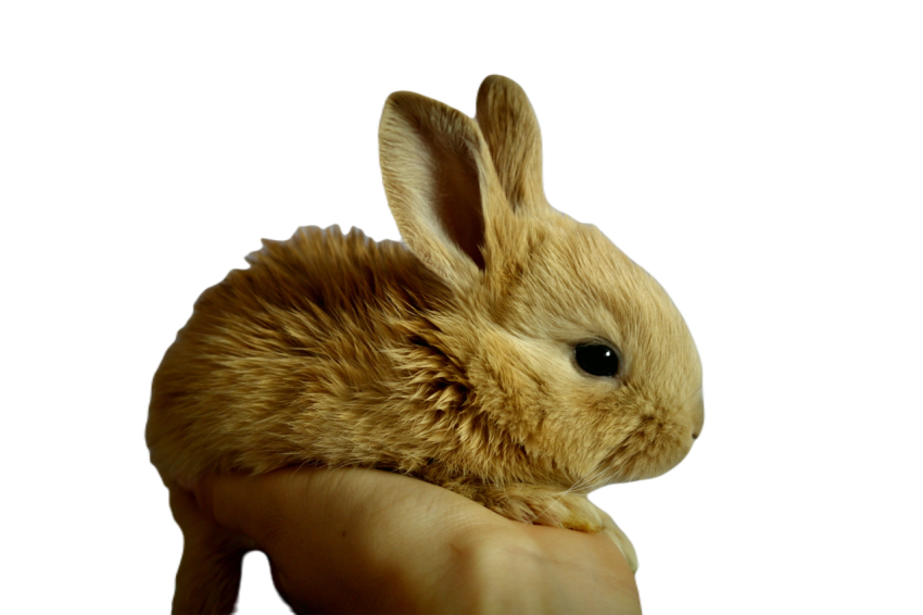 Rabbit 373691