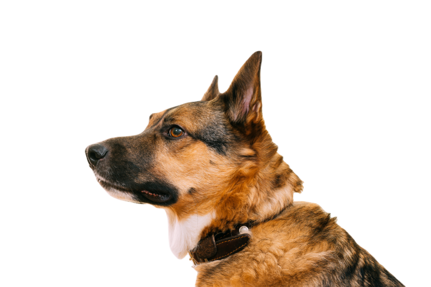 Profile portrait of mixed breed mongrel dog with e 2023 11 27 05 33 50 utc
