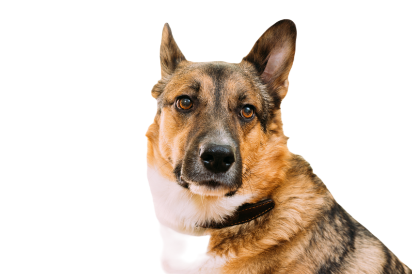 Portrait of mixed breed mongrel dog with ears stic 2023 11 27 04 49 12 utc