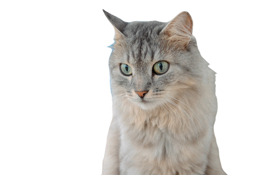 Portrait of beautiful cat gray fluffy kitty with 2023 11 27 05 36 44 utc