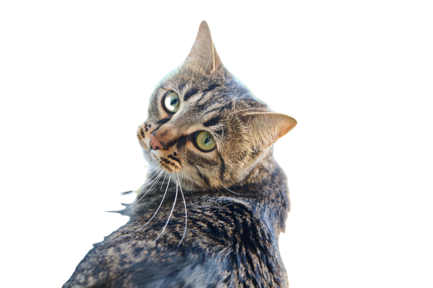 Portrait of a tabby cat with green eyes on a windo 2025 01 09 02 12 45 utc
