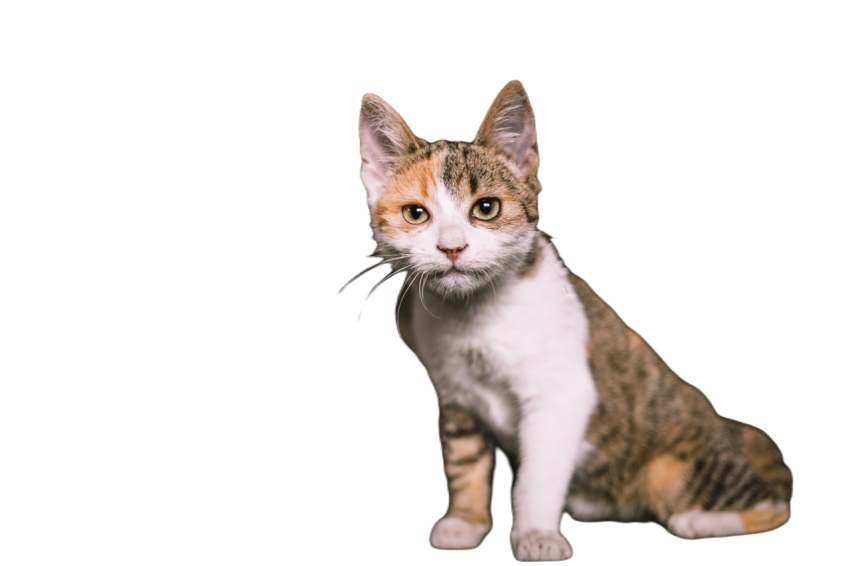 Portrait of a cute little cat 2023 11 27 05 35 51 utc