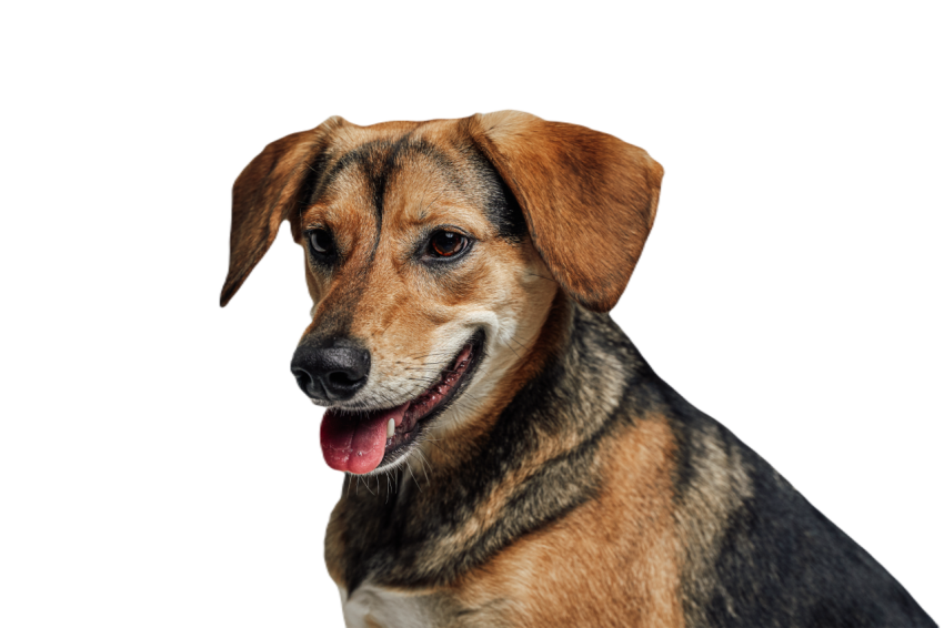 Pedigreed cheerful dog beagle breed with brown fur 2023 11 27 05 34 34 utc